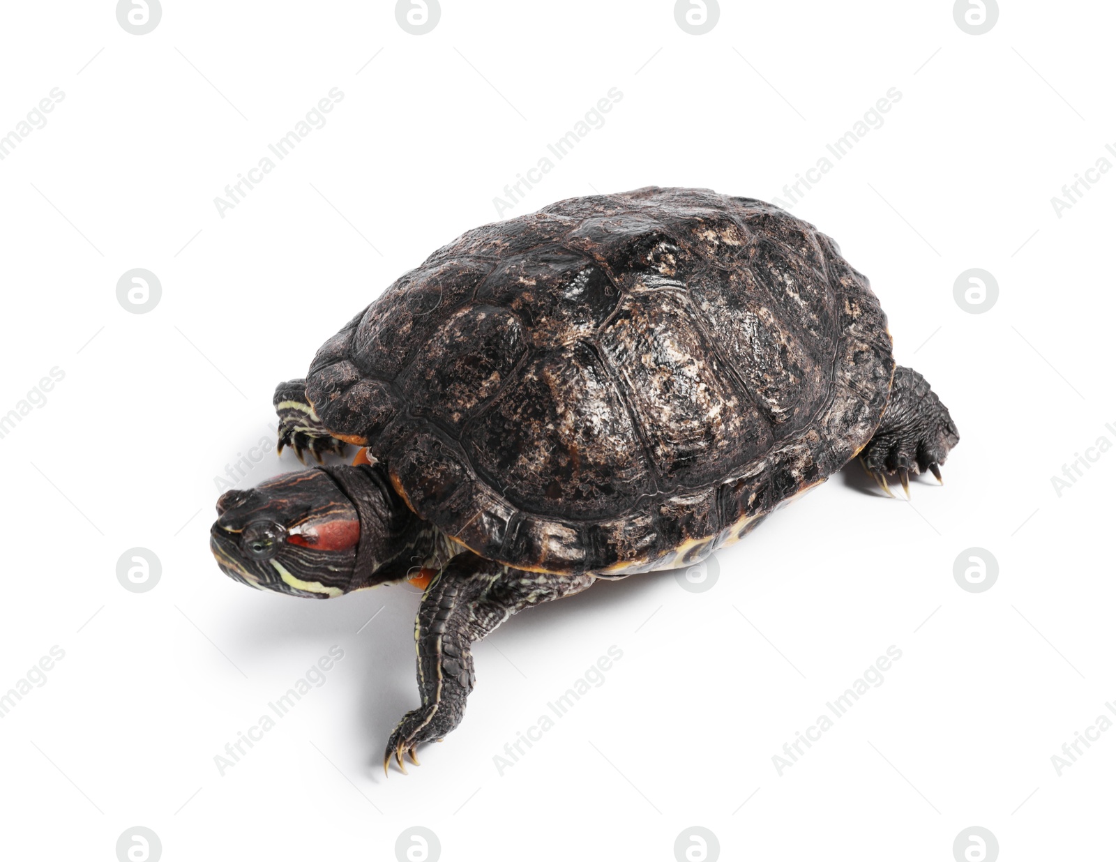 Photo of Beautiful turtle (Red-eared slider) on white background