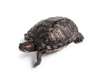 Photo of Beautiful turtle (Red-eared slider) on white background