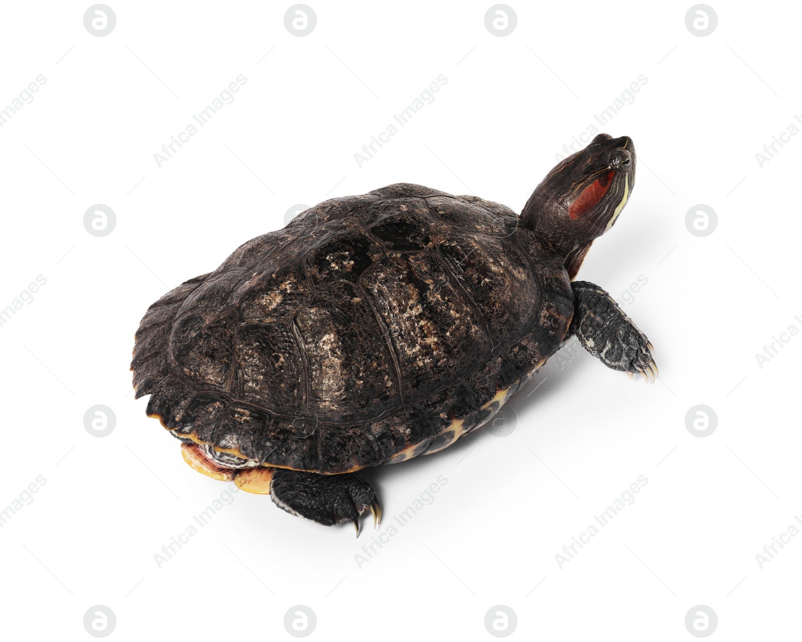Photo of Beautiful turtle (Red-eared slider) on white background
