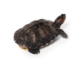 Photo of Beautiful turtle (Red-eared slider) on white background