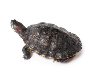 Photo of Beautiful turtle (Red-eared slider) on white background