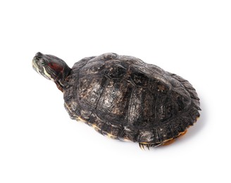 Photo of Beautiful turtle (Red-eared slider) on white background