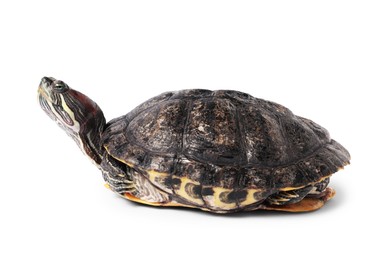 Photo of Beautiful turtle (Red-eared slider) on white background