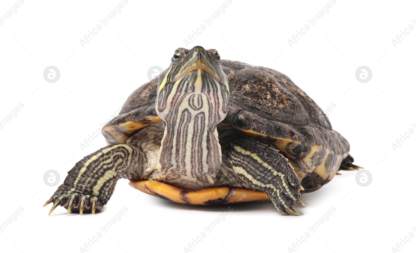 Photo of Beautiful turtle (Red-eared slider) on white background