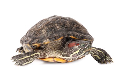 Photo of Beautiful turtle (Red-eared slider) on white background