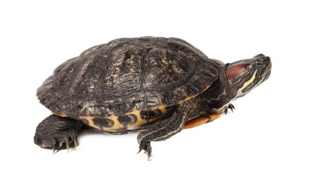 Photo of Beautiful turtle (Red-eared slider) on white background