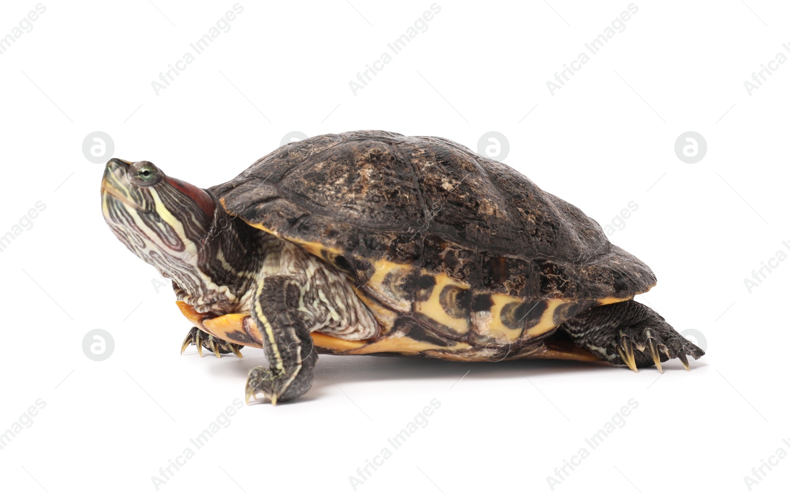 Photo of Beautiful turtle (Red-eared slider) on white background