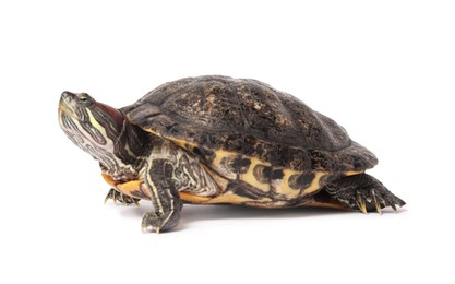 Photo of Beautiful turtle (Red-eared slider) on white background