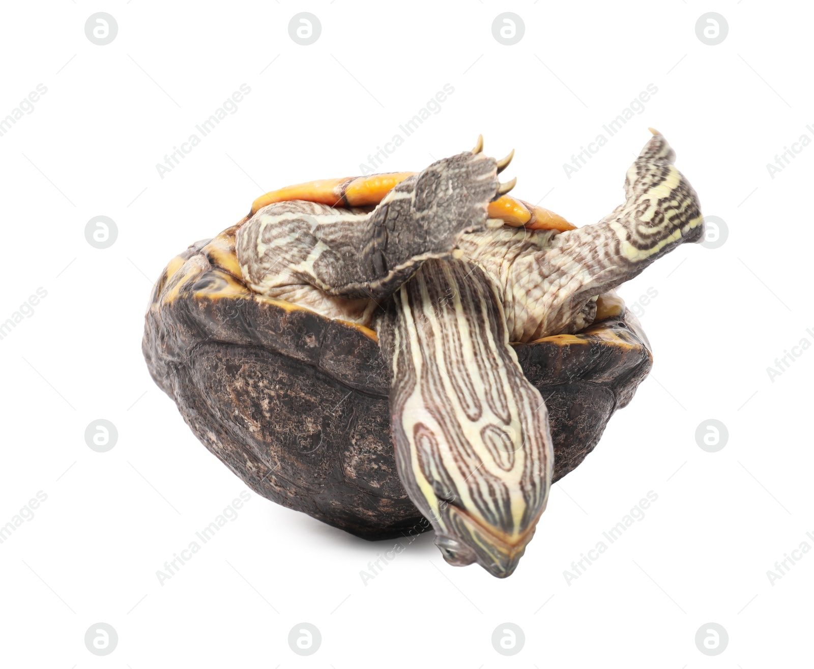 Photo of Beautiful turtle (Red-eared slider) on white background