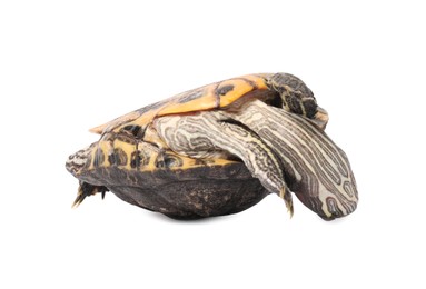 Photo of Beautiful turtle (Red-eared slider) on white background