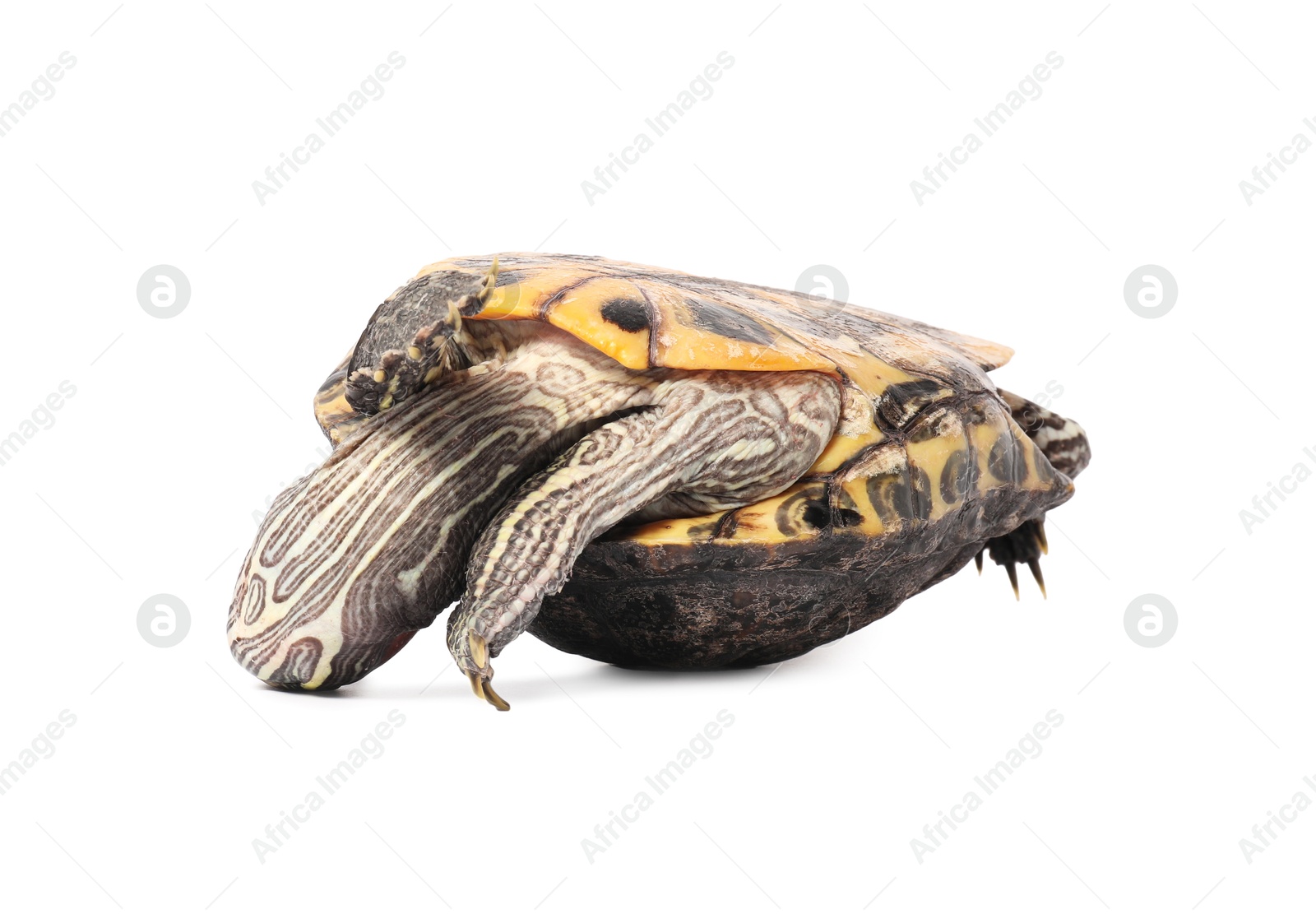 Photo of Beautiful turtle (Red-eared slider) on white background