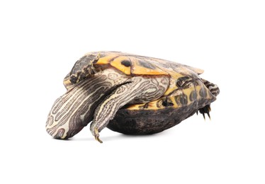Photo of Beautiful turtle (Red-eared slider) on white background