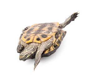 Photo of Beautiful turtle (Red-eared slider) on white background