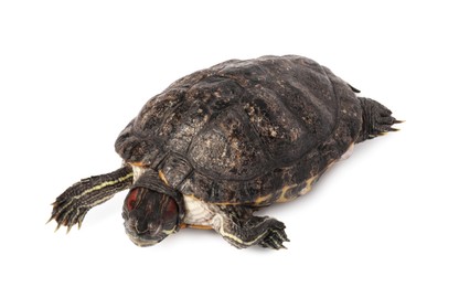Photo of Beautiful turtle (Red-eared slider) on white background