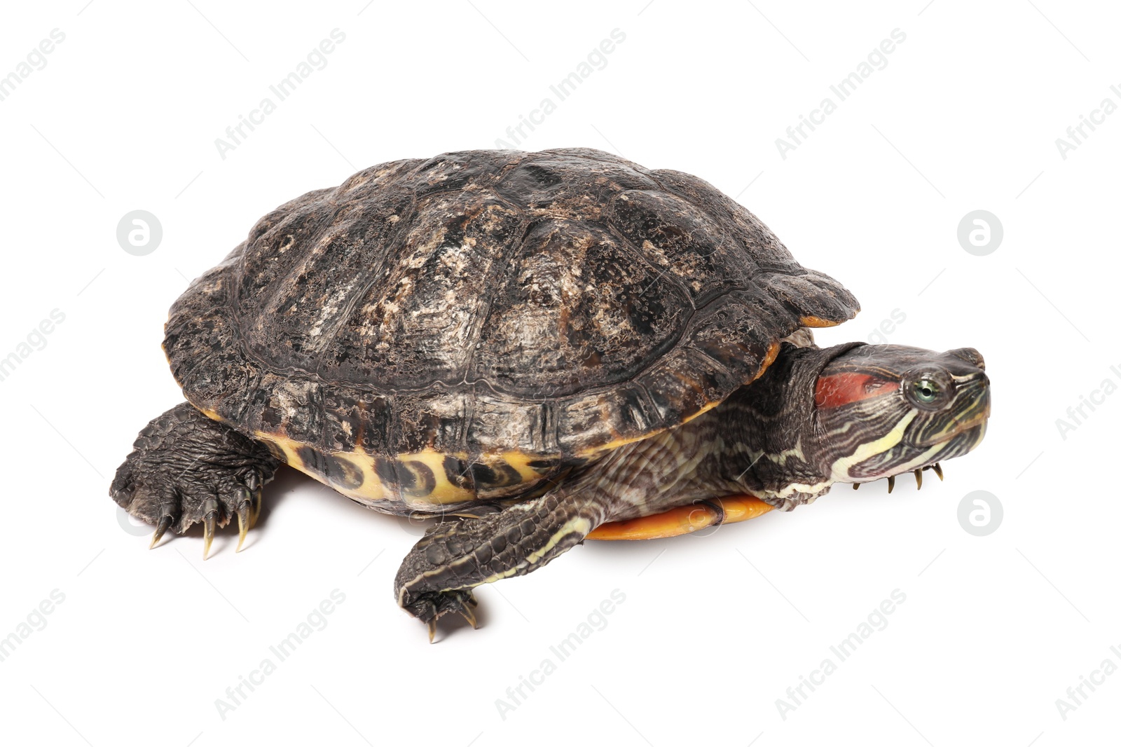Photo of Beautiful turtle (Red-eared slider) on white background