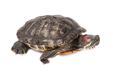 Photo of Beautiful turtle (Red-eared slider) on white background