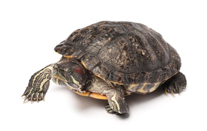 Photo of Beautiful turtle (Red-eared slider) on white background