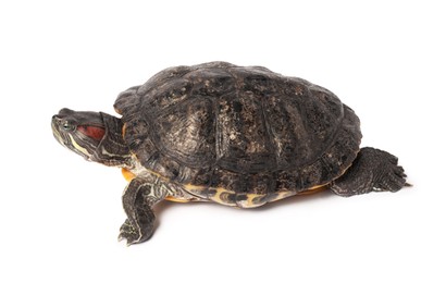 Photo of Beautiful turtle (Red-eared slider) on white background