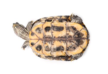 Photo of Turtle (Red-eared slider) on white background, top view