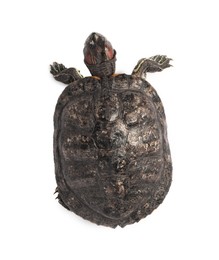 Photo of Turtle (Red-eared slider) on white background, top view