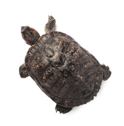 Photo of Turtle (Red-eared slider) on white background, top view