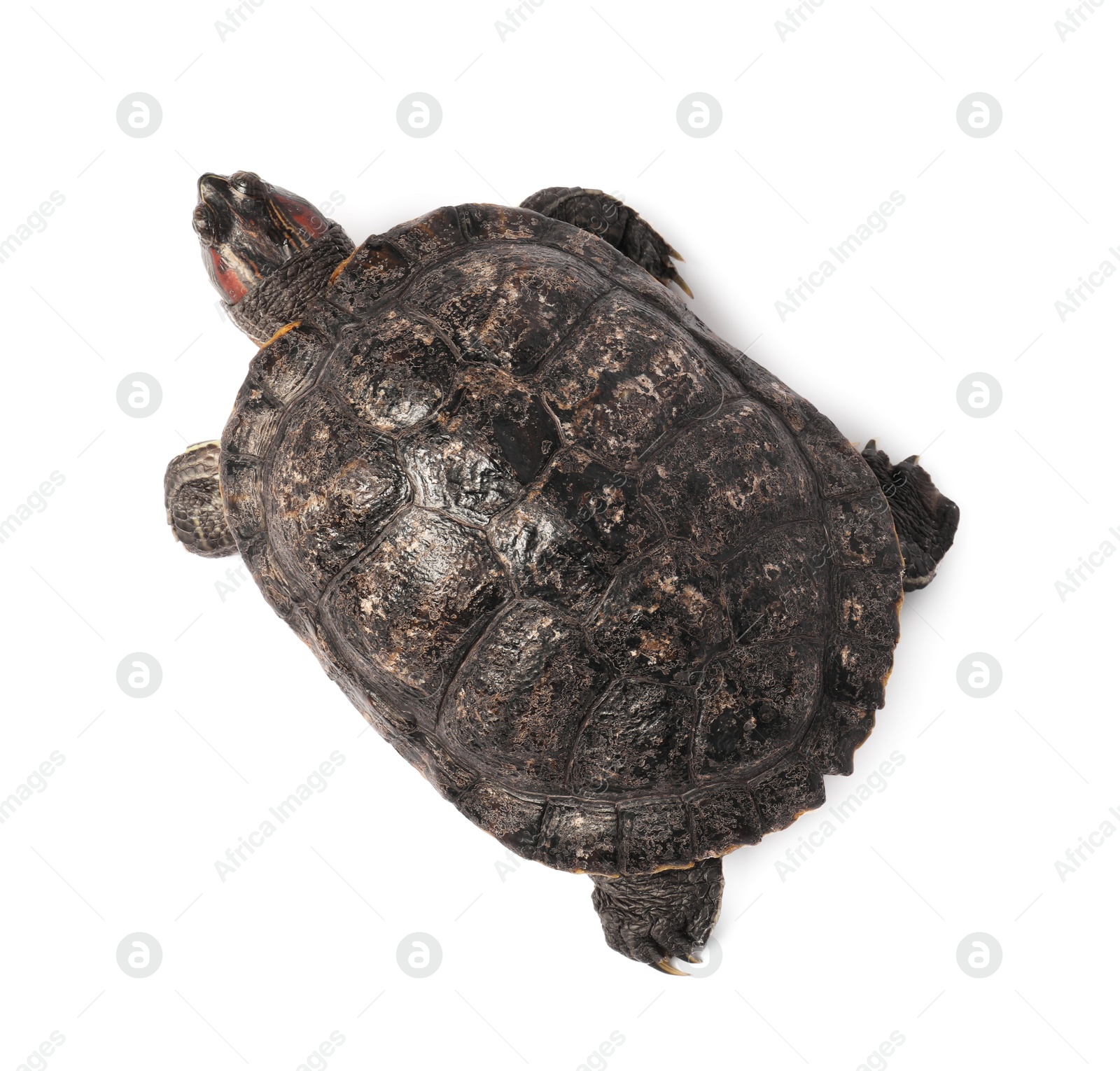 Photo of Turtle (Red-eared slider) on white background, top view