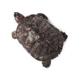 Photo of Turtle (Red-eared slider) on white background, top view