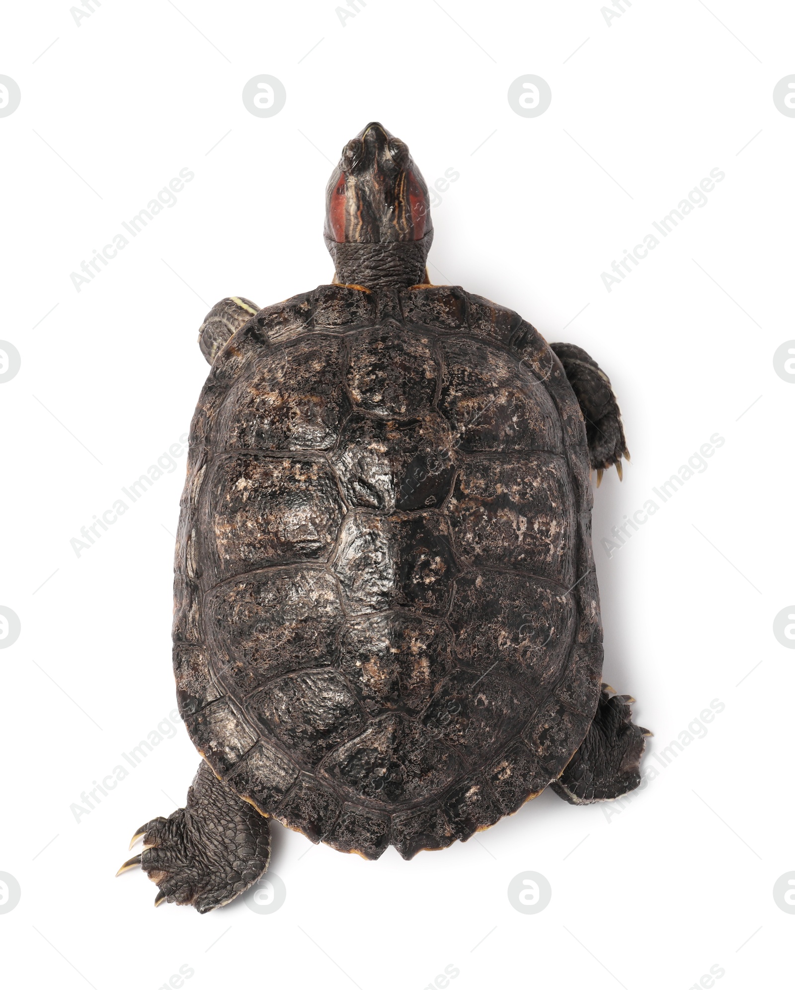 Photo of Turtle (Red-eared slider) on white background, top view