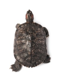 Photo of Turtle (Red-eared slider) on white background, top view