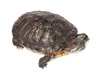 Photo of Beautiful turtle (Red-eared slider) on white background