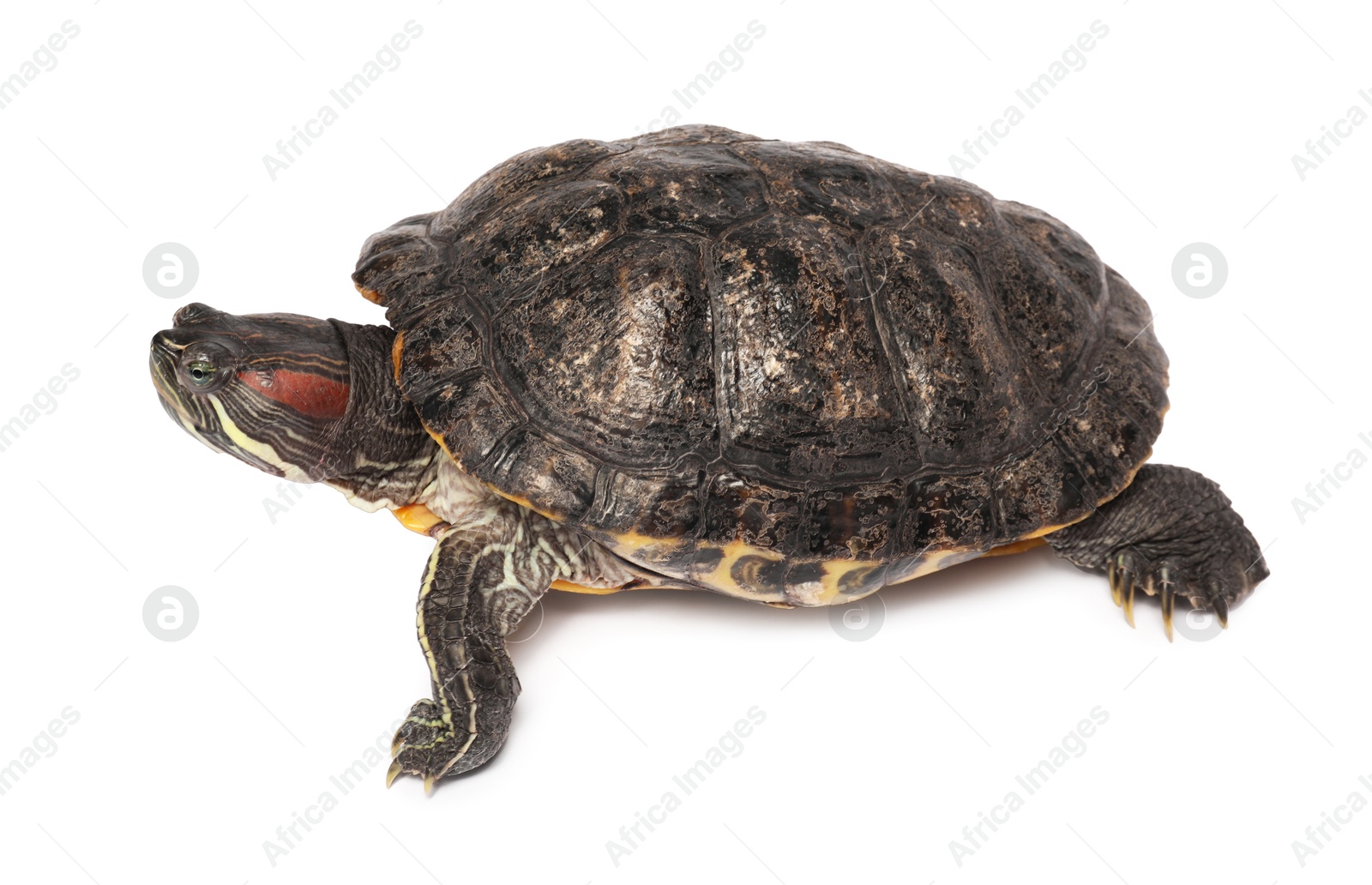 Photo of Beautiful turtle (Red-eared slider) on white background