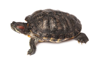 Photo of Beautiful turtle (Red-eared slider) on white background