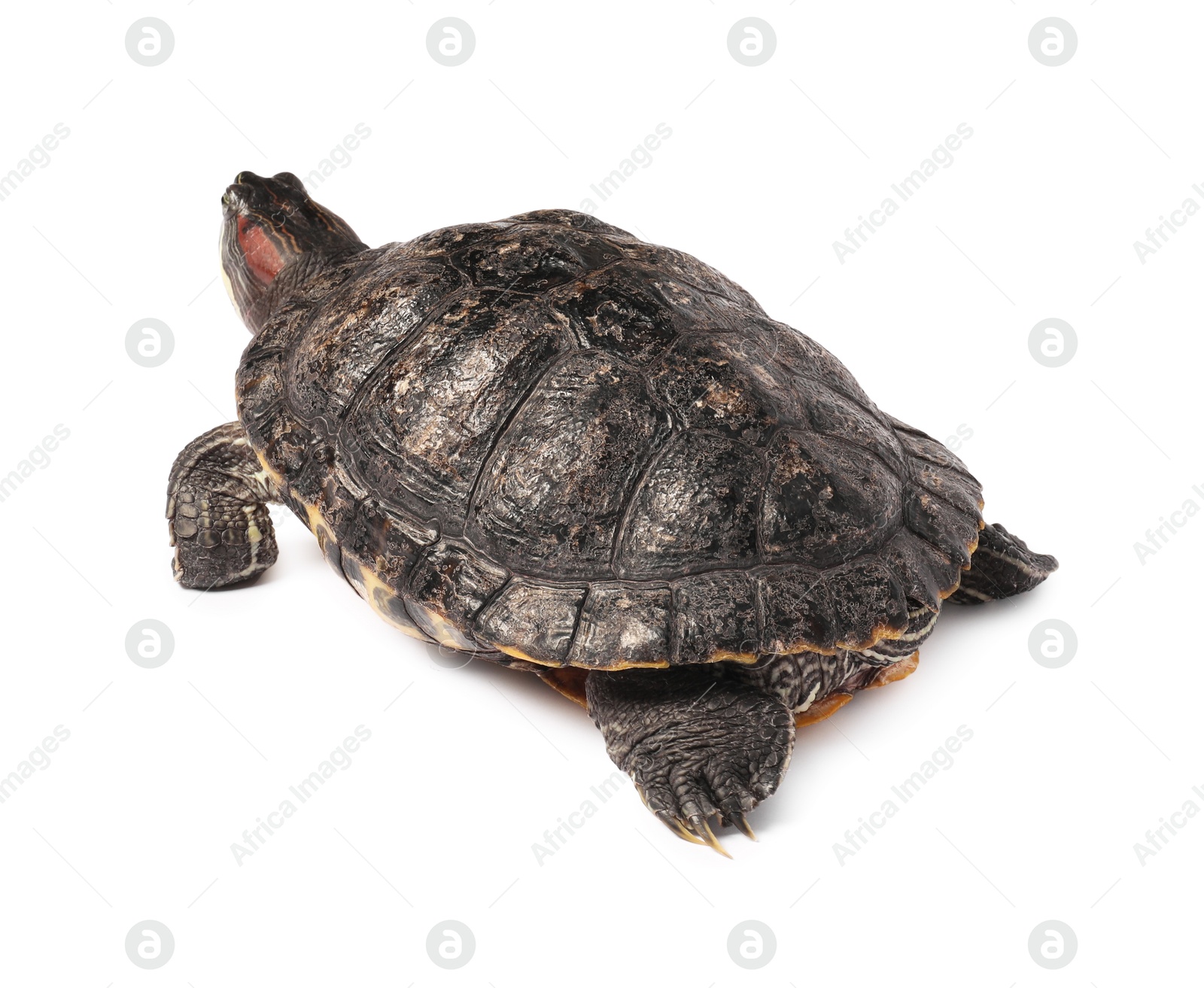 Photo of Beautiful turtle (Red-eared slider) on white background