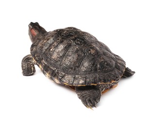 Photo of Beautiful turtle (Red-eared slider) on white background