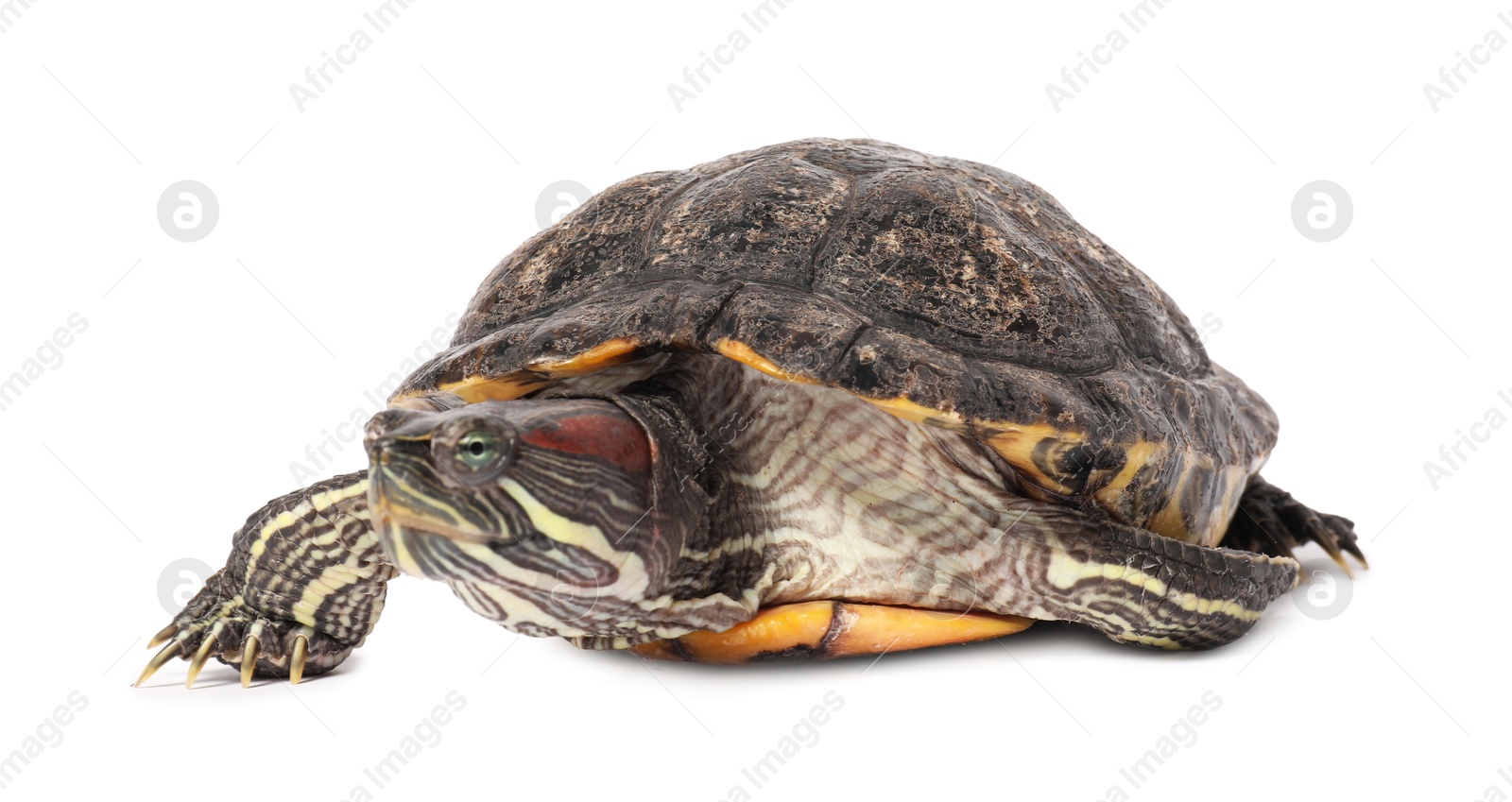 Photo of Beautiful turtle (Red-eared slider) on white background