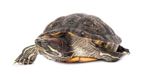 Photo of Beautiful turtle (Red-eared slider) on white background