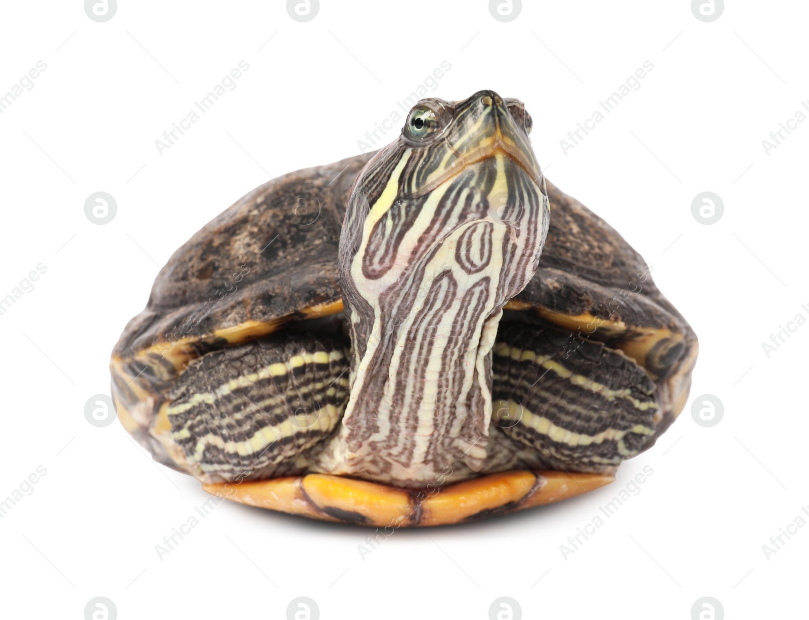Photo of Beautiful turtle (Red-eared slider) on white background