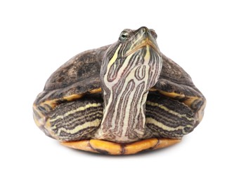 Photo of Beautiful turtle (Red-eared slider) on white background
