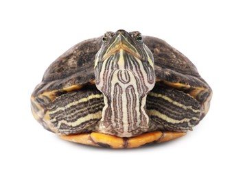 Photo of Beautiful turtle (Red-eared slider) on white background