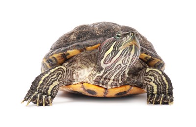 Photo of Beautiful turtle (Red-eared slider) on white background