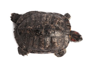 Photo of Turtle (Red-eared slider) on white background, top view