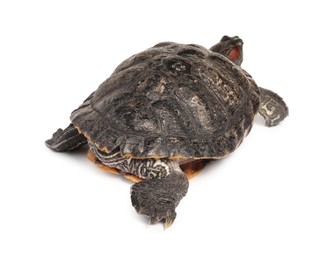 Photo of Beautiful turtle (Red-eared slider) on white background