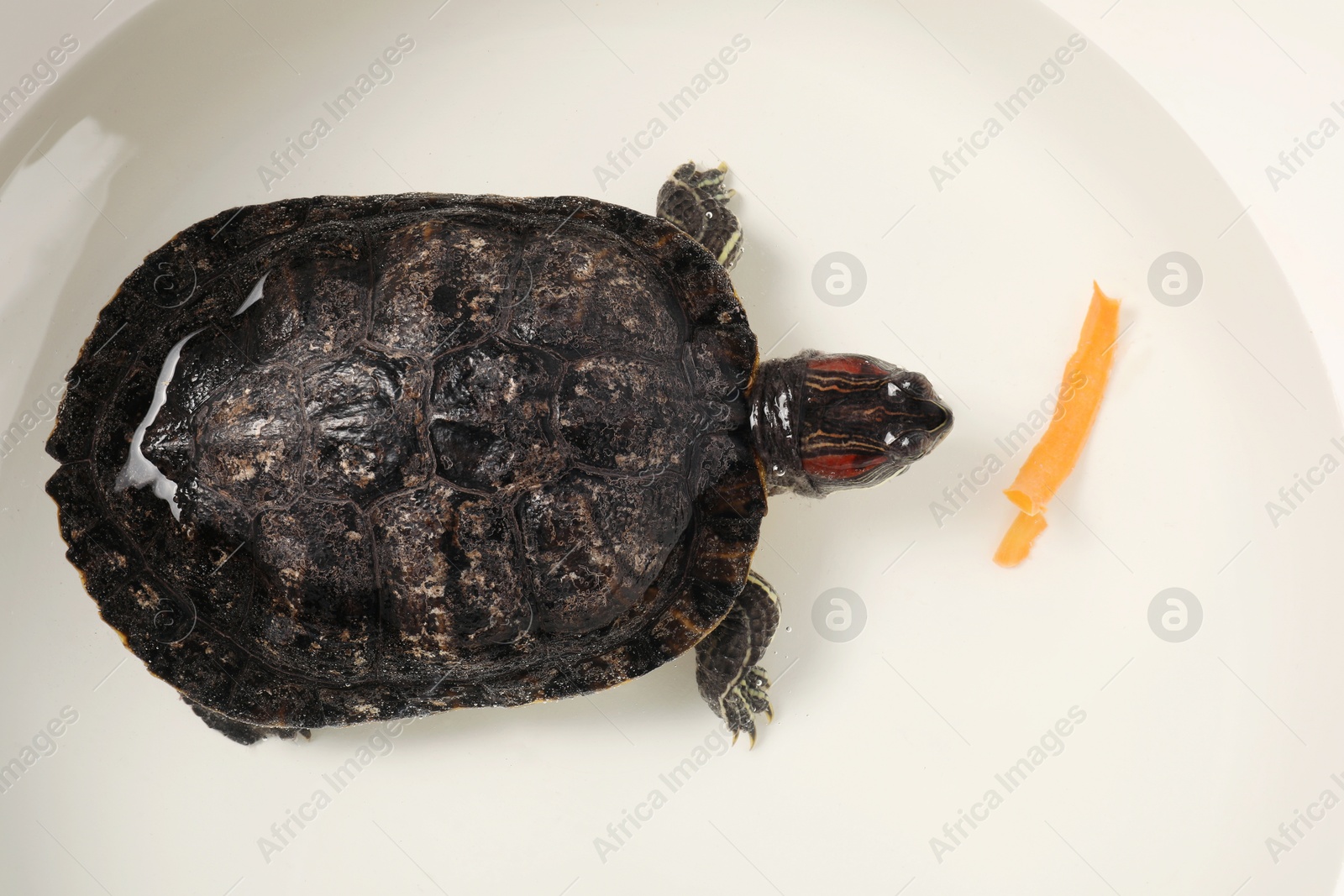Photo of Turtle swimming in white bowl of water, top view. Domestic pet