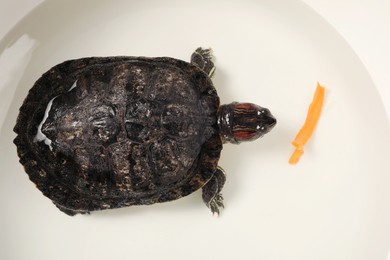 Photo of Turtle swimming in white bowl of water, top view. Domestic pet