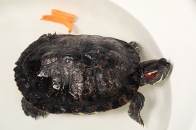 Photo of Turtle swimming white bowl of water, above view. Domestic pet