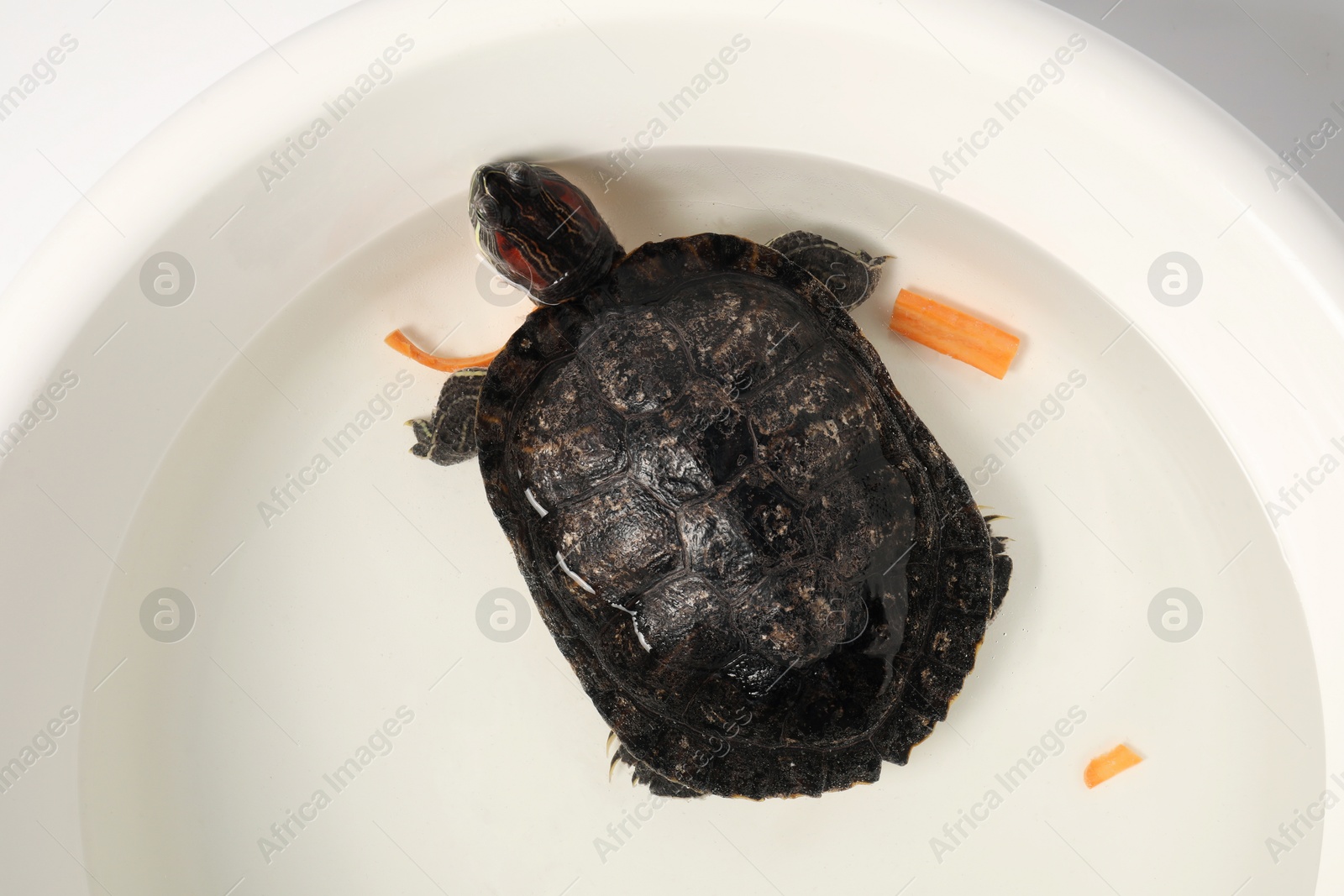 Photo of Turtle swimming in white bowl of water, top view. Domestic pet