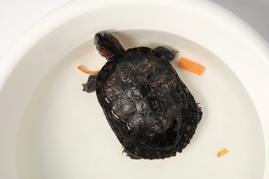 Photo of Turtle swimming in white bowl of water, top view. Domestic pet