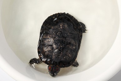 Photo of Turtle swimming in white bowl of water, top view. Domestic pet