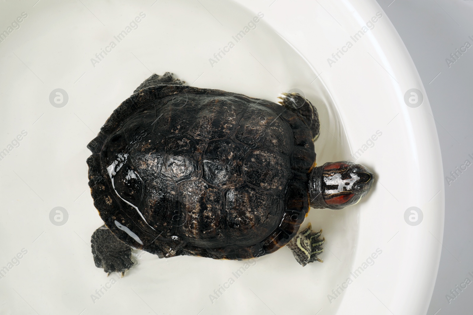 Photo of Turtle swimming in white bowl of water, top view. Domestic pet
