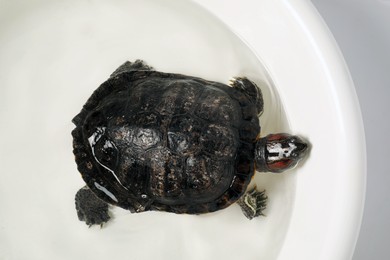 Photo of Turtle swimming in white bowl of water, top view. Domestic pet